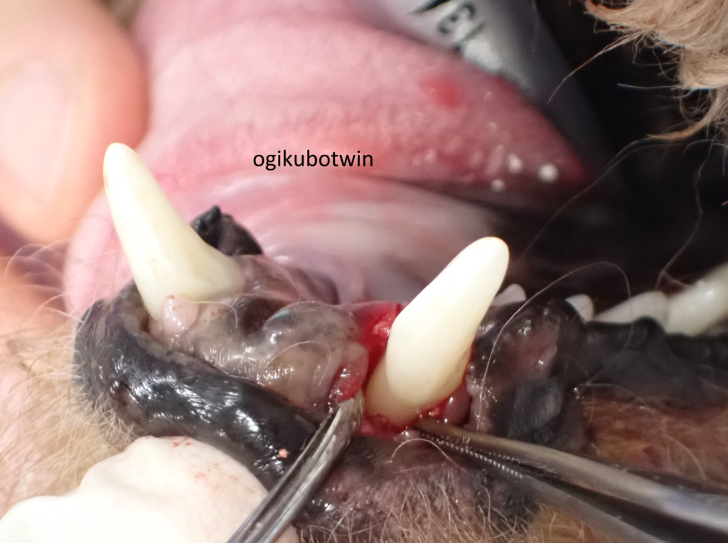 再生治療　犬　下顎犬歯